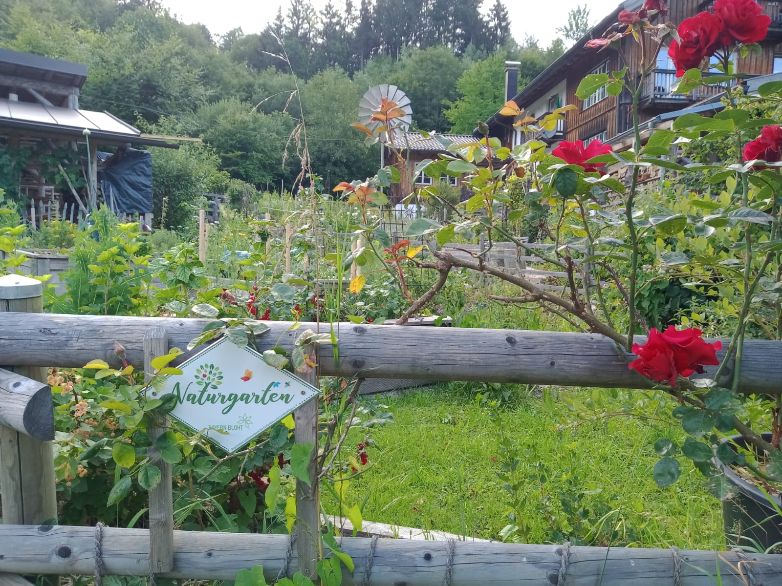 Gartenratsch